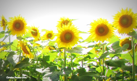 Sunflowers speaking; 
